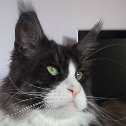 Victorycoon's Top Gun