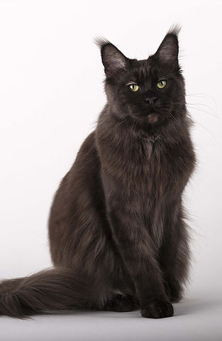 Maisha's Venus - Adult maine-coon 4 years 4 months 1.5 week