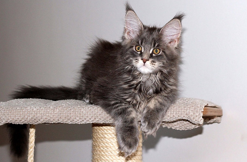 Terre di Azeban Adelchi - maine-coon
