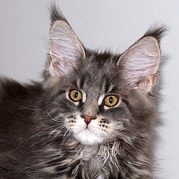 Terre di Azeban Adelchi