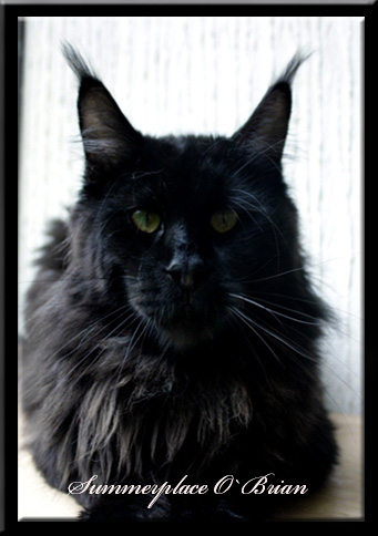 Summerplace O'Brian - maine-coon