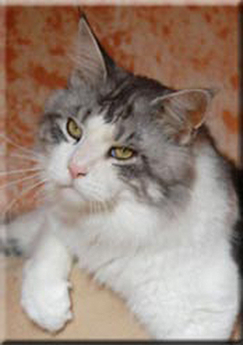 Cosy Corner Inaki - maine-coon