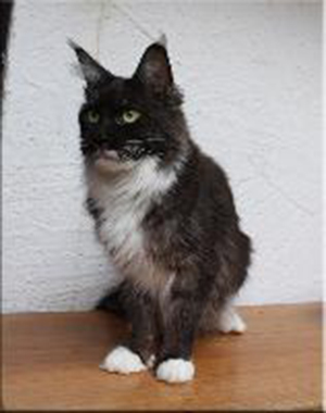 Justcoon's Vaya Con Dios - maine-coon