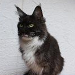 Justcoon's Vaya Con Dios