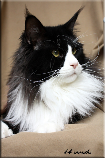 Big Ears Tigers Kalisto - Adult maine-coon 1 year 3 months 0.5 weeks