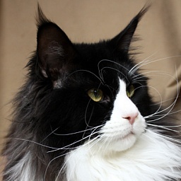 Big Ears Tigers Kalisto