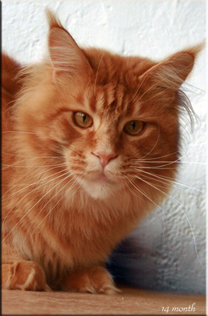 Summerplace Highlander - Adult maine-coon 1 year 1 month 3 weeks