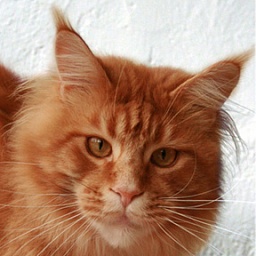 Summerplace Highlander