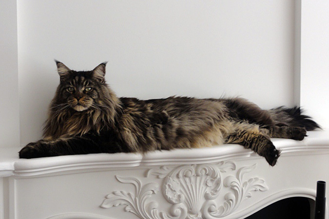 Nabucco vom Guldental - maine-coon