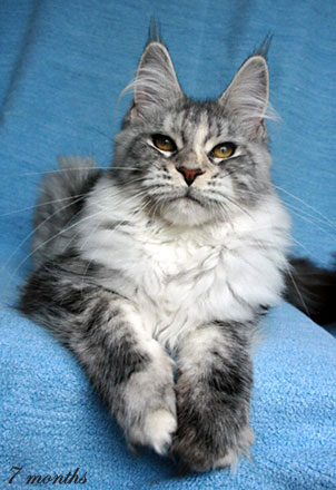 Pallas Athene vom Magletsch - maine-coon