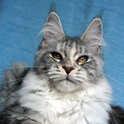 Pallas Athene vom Magletsch