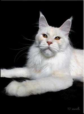Summerplace Vanilla Ice - Junior maine-coon 9 months 3 weeks