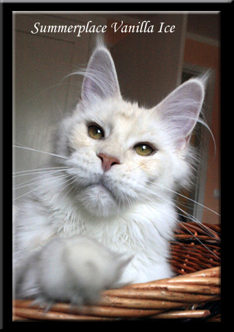Summerplace Vanilla Ice - maine-coon