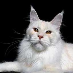 Summerplace Vanilla Ice