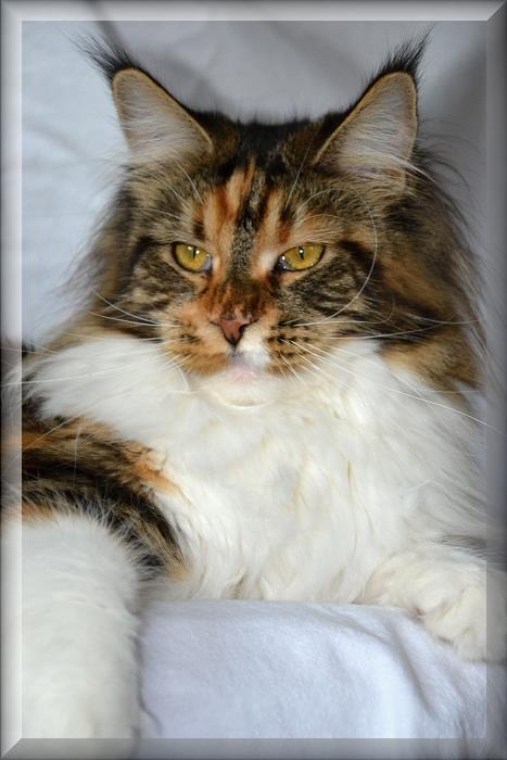 Summerplace Fantasy - maine-coon