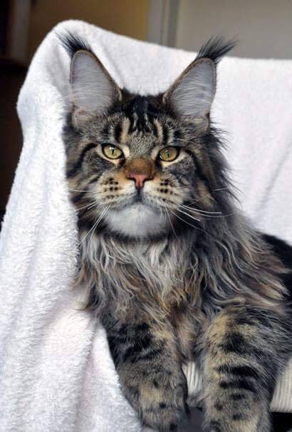 Anpetifaal's Tom - maine-coon