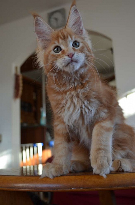 Yankee z Matrixu - maine-coon 01/16/2012