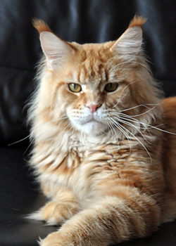 Summerplace Wodka Lemon - maine-coon