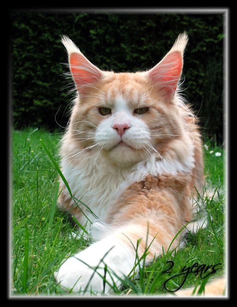 Yep that Rocks the Purrfect Coon - Adult maine-coon 2 years 1.5 week