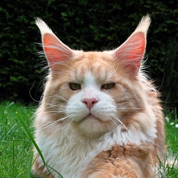 Yep that Rocks the Purrfect Coon