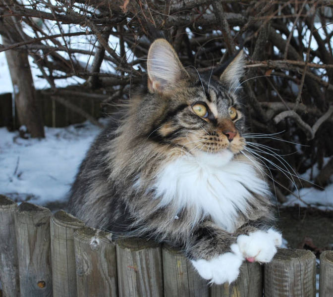 Galatea of Asvan - maine-coon
