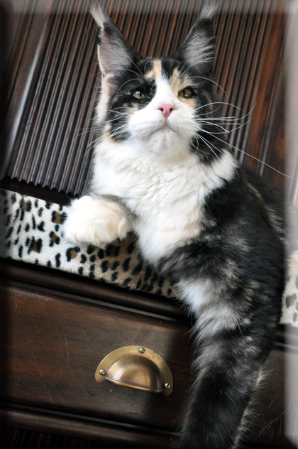 Jana of Asvan - Junior maine-coon 8 months 3.5 weeks