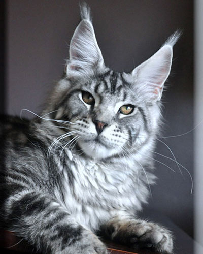 Summerplace Texas-Boy - maine-coon
