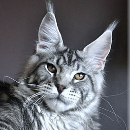 Summerplace Texas-Boy