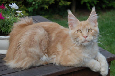 Zain Marquis's El Capitano - maine-coon