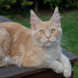 Zain Marquis's El Capitano