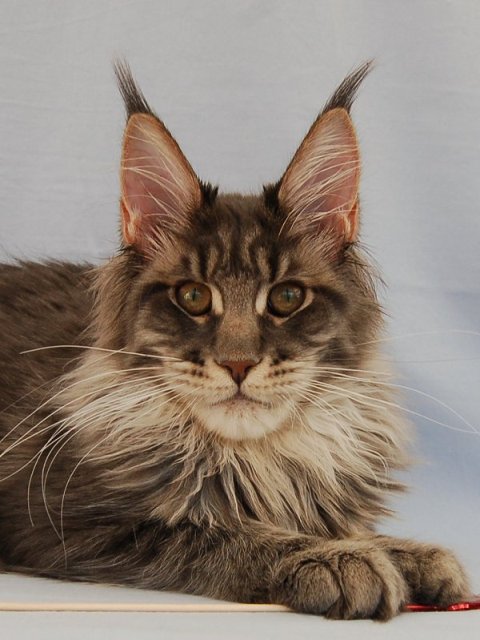 Aloa's Jelly Bean - maine-coon
