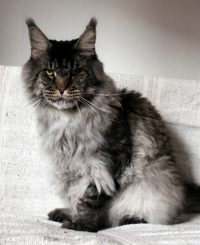 Aloa's Notturno - Adult maine-coon 5.5 years