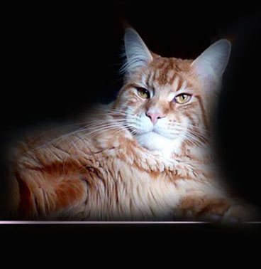 ParadiseIsland Tesoro - maine-coon