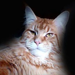 ParadiseIsland Tesoro