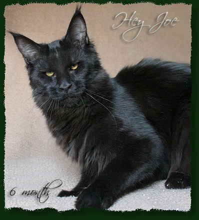 Mainefield's Hey Joe - maine-coon 01/25/2009