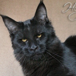 Mainefield's Hey Joe