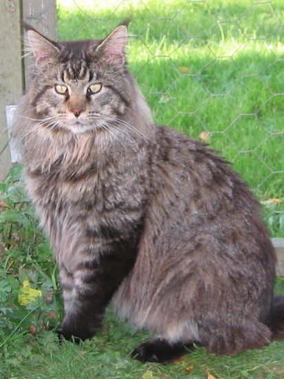 Coonshine's Skagway - maine-coon
