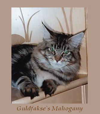 Guldfakse's Mahogany - maine-coon
