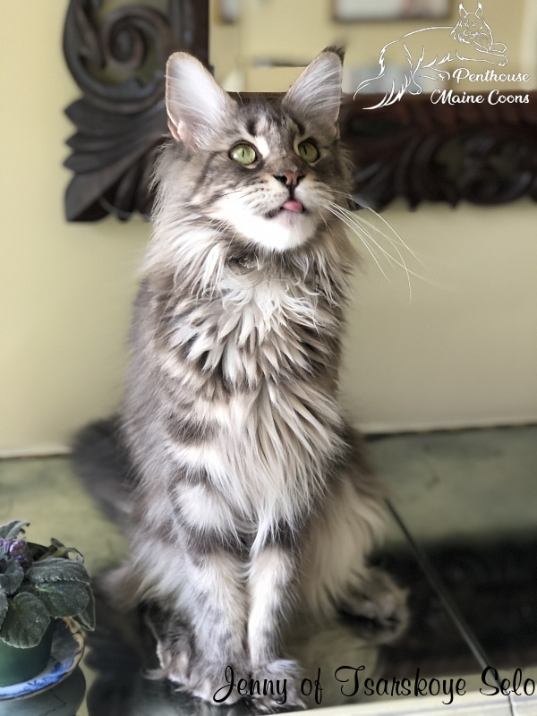 Jenny of Tsarskoye Selo - Adult maine-coon 1 year 7 months 0.5 weeks