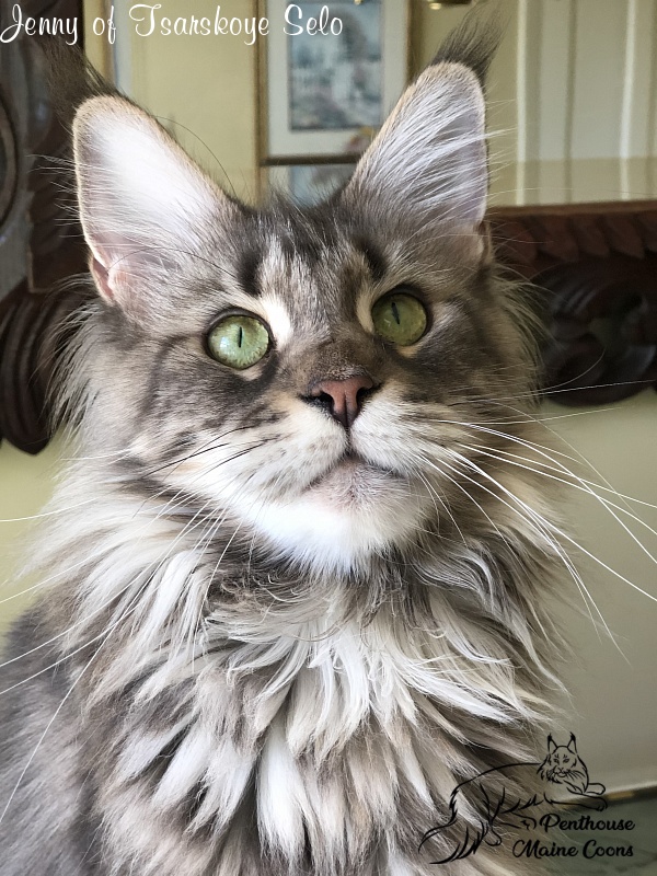Jenny of Tsarskoye Selo - Adult maine-coon 1 year 7 months 0.5 weeks