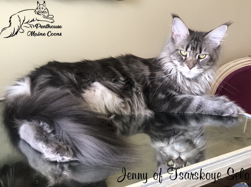 Jenny of Tsarskoye Selo - Adult maine-coon 1 year 7 months 0.5 weeks