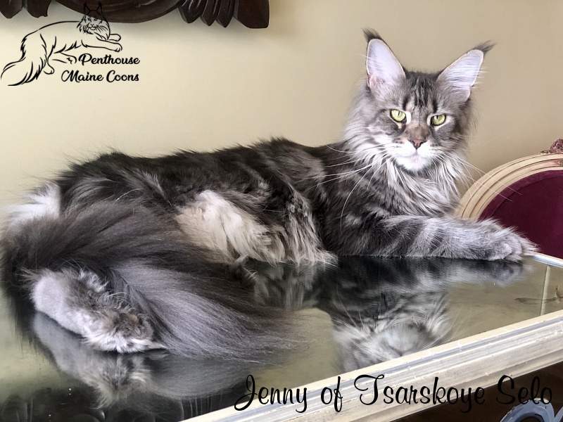 Jenny of Tsarskoye Selo - Adult maine-coon 1 year 7 months 0.5 weeks