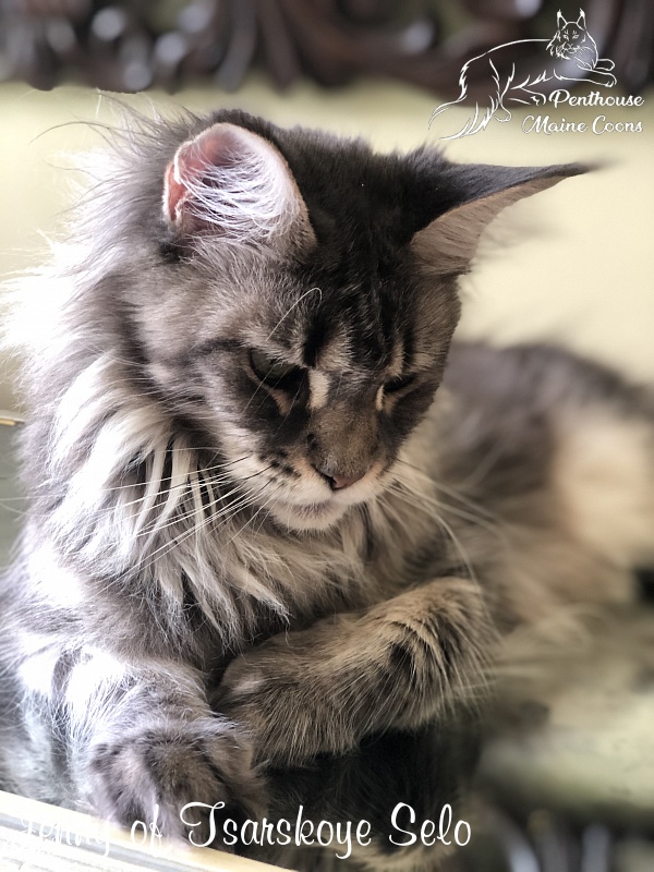 Jenny of Tsarskoye Selo - Adult maine-coon 1 year 7 months 1 week