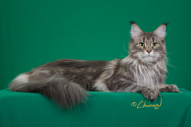 Jenny of Tsarskoye Selo - Adult maine-coon 3 years 3 months 0.5 weeks