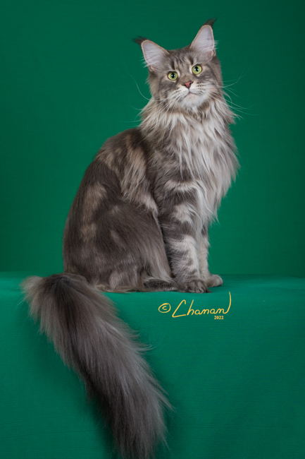 Jenny of Tsarskoye Selo - Adult maine-coon 3 years 3 months 0.5 weeks