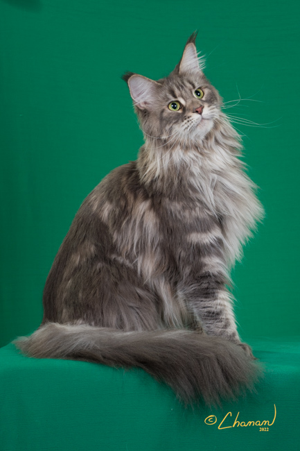 Jenny of Tsarskoye Selo - Adult maine-coon 3 years 3 months 0.5 weeks