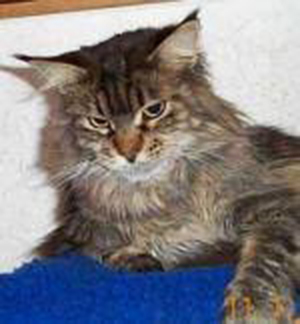 Claddaghcoon American Kisser - maine-coon