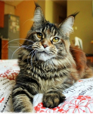 Ecliptic Africa - Junior maine-coon 9 months 2.5 weeks
