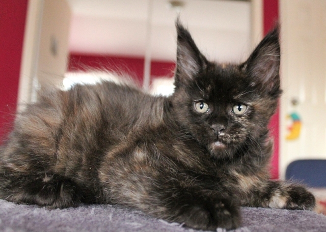 Ecliptic Sunset - Kitten maine-coon 2 months