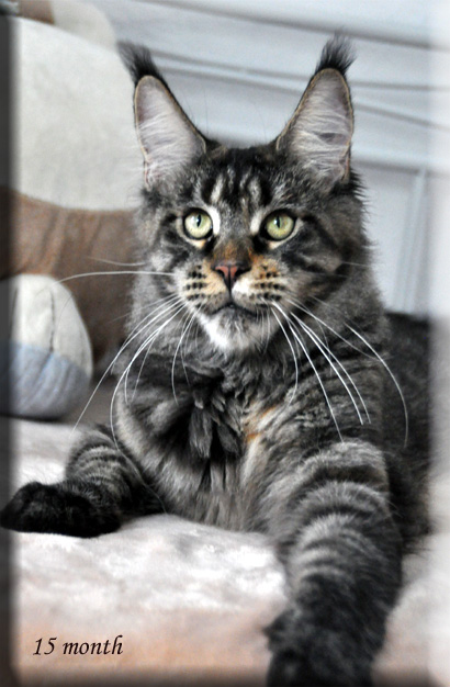 Summerplace Xelena - Adult maine-coon 4 years 2.5 weeks